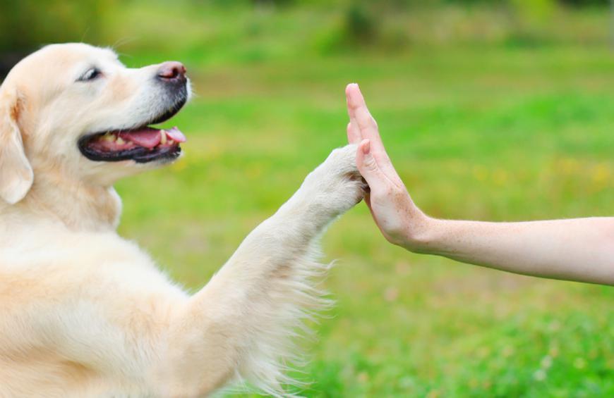 Why Dogs Make Such Good Friends
