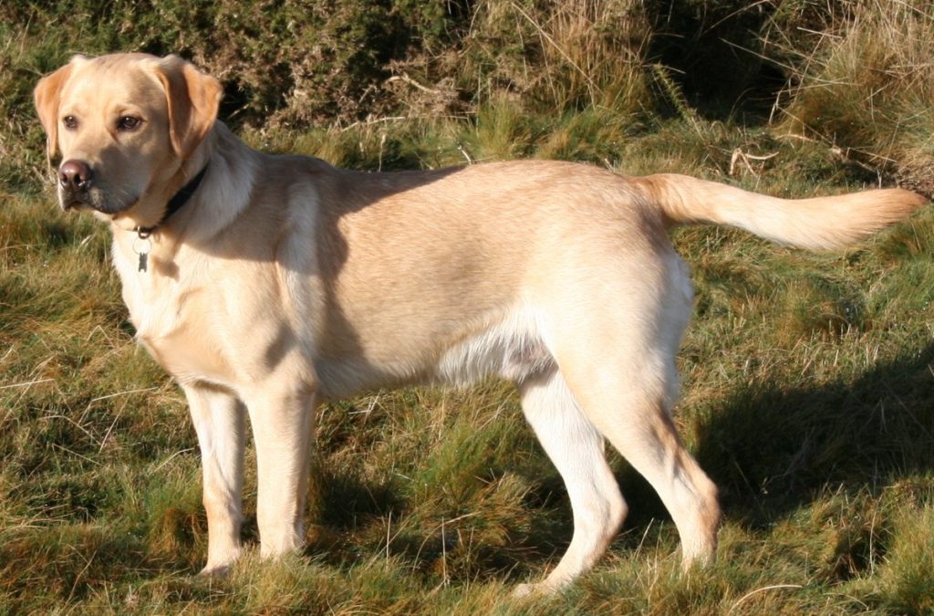 Labrador Retriever: Most Popular Dog Breeds in USA