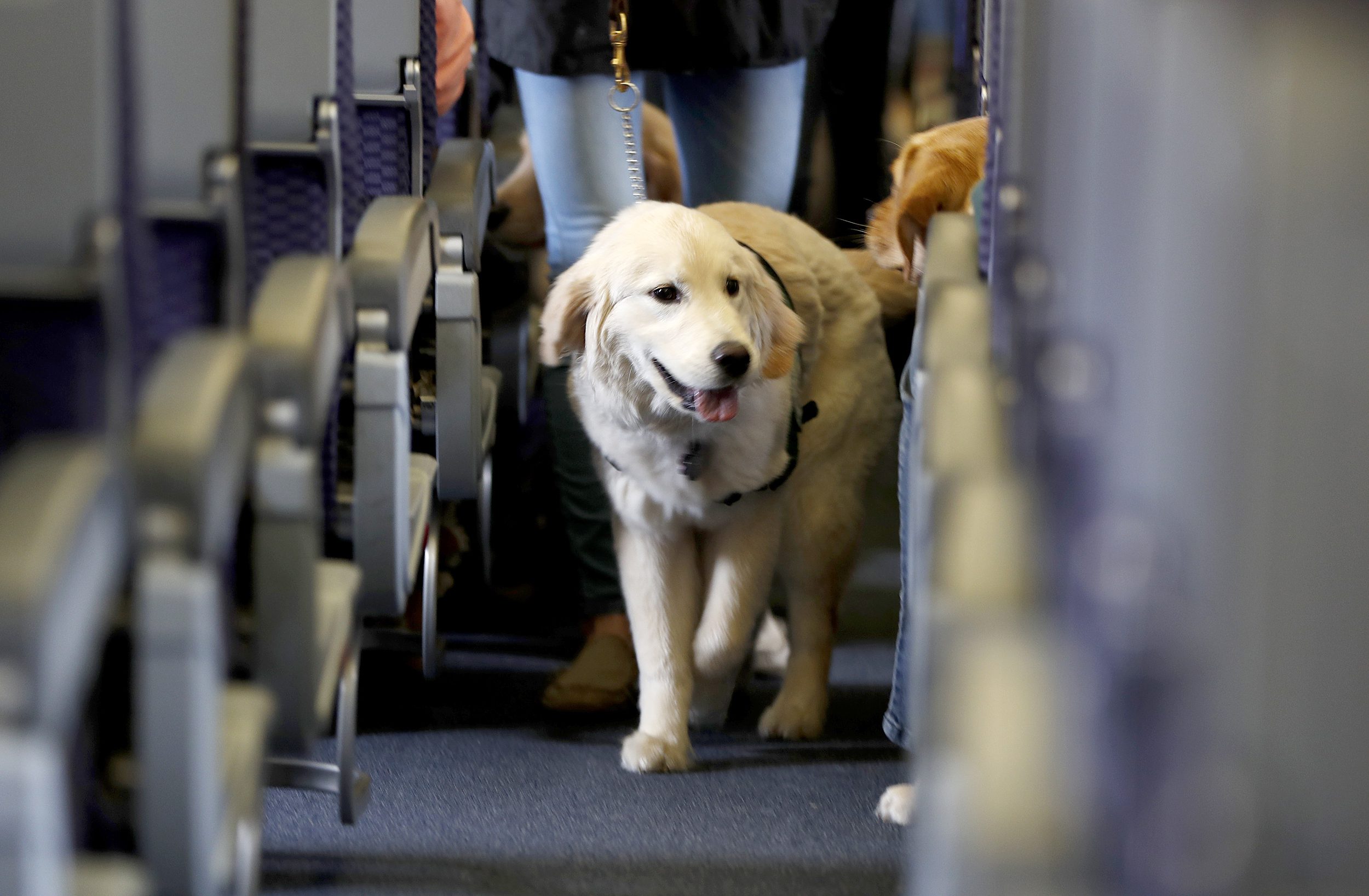 Can I Buy a Seat for my Dog on an Airplane