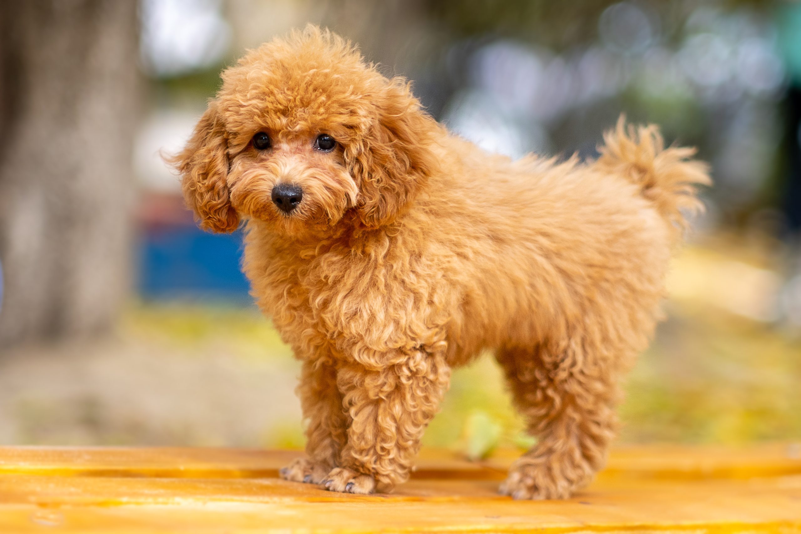 Facts About Toy Poodles