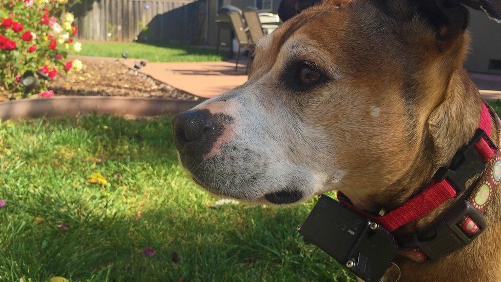 Shock collars stop dogs from fighting