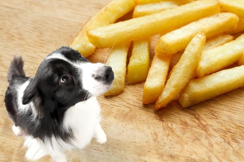 Dogs Eat French Fries