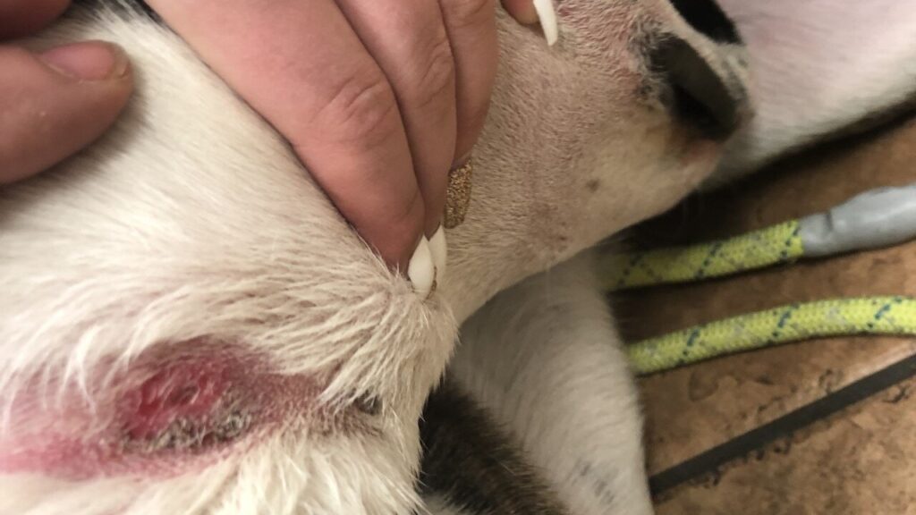 Dog Shock Collars Cause Damage to Dogs