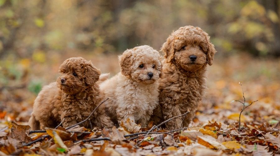 Facts About Toy Poodles