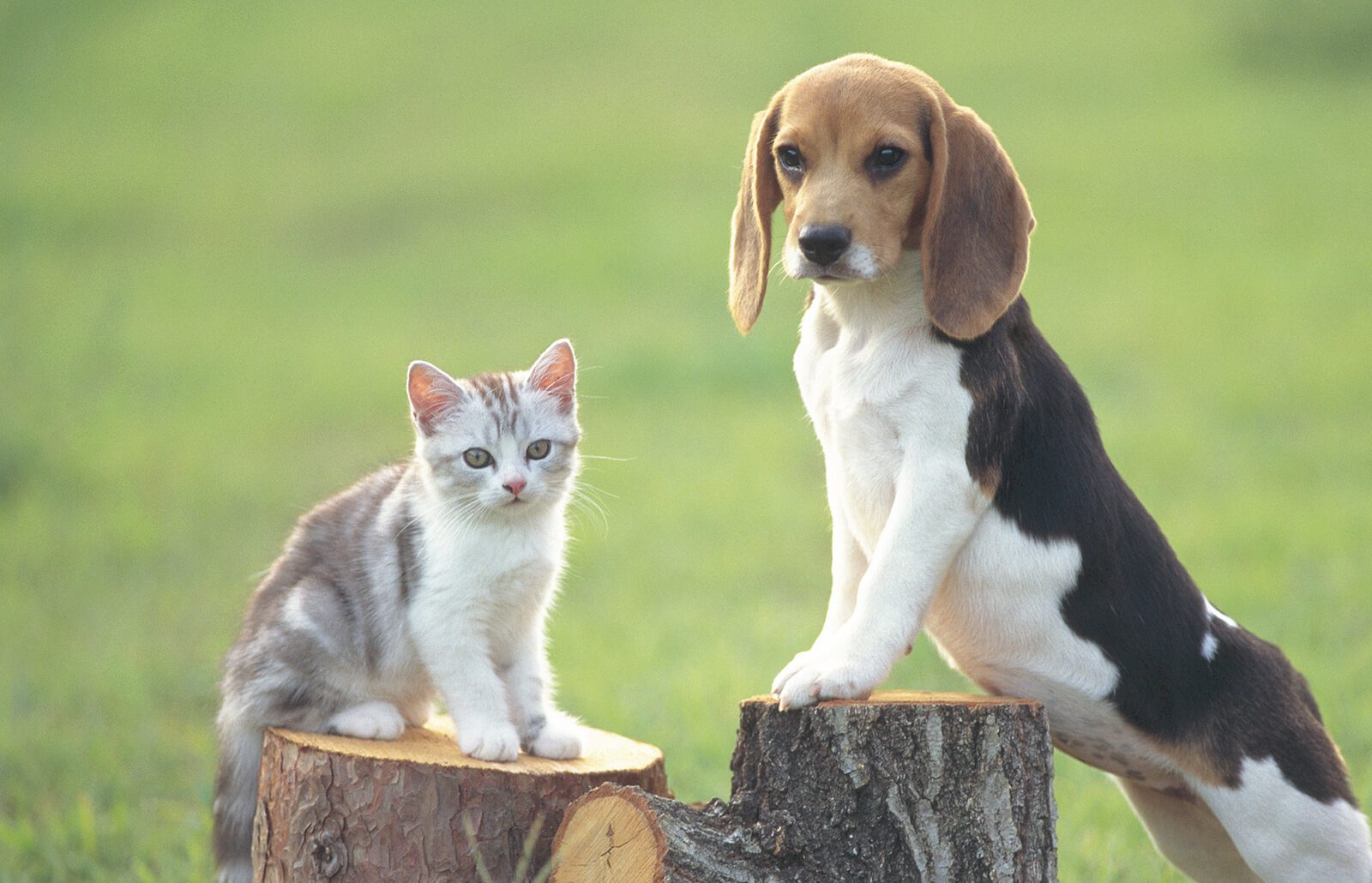 Why Dogs Make Better Pet Than Cats