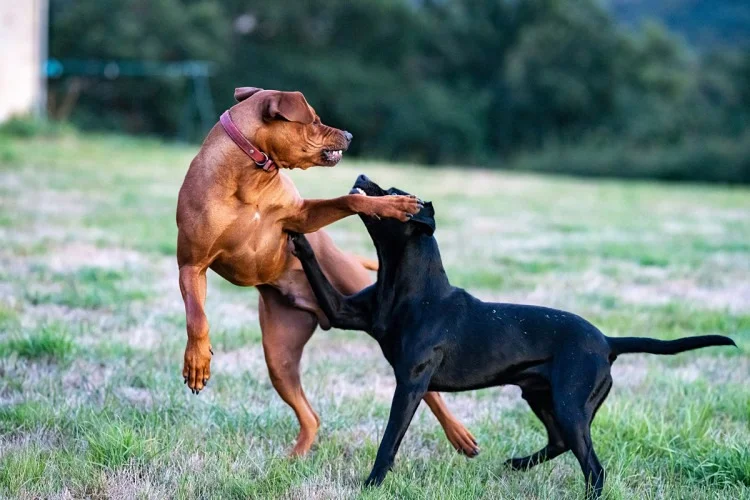 breaking up dog fight 0