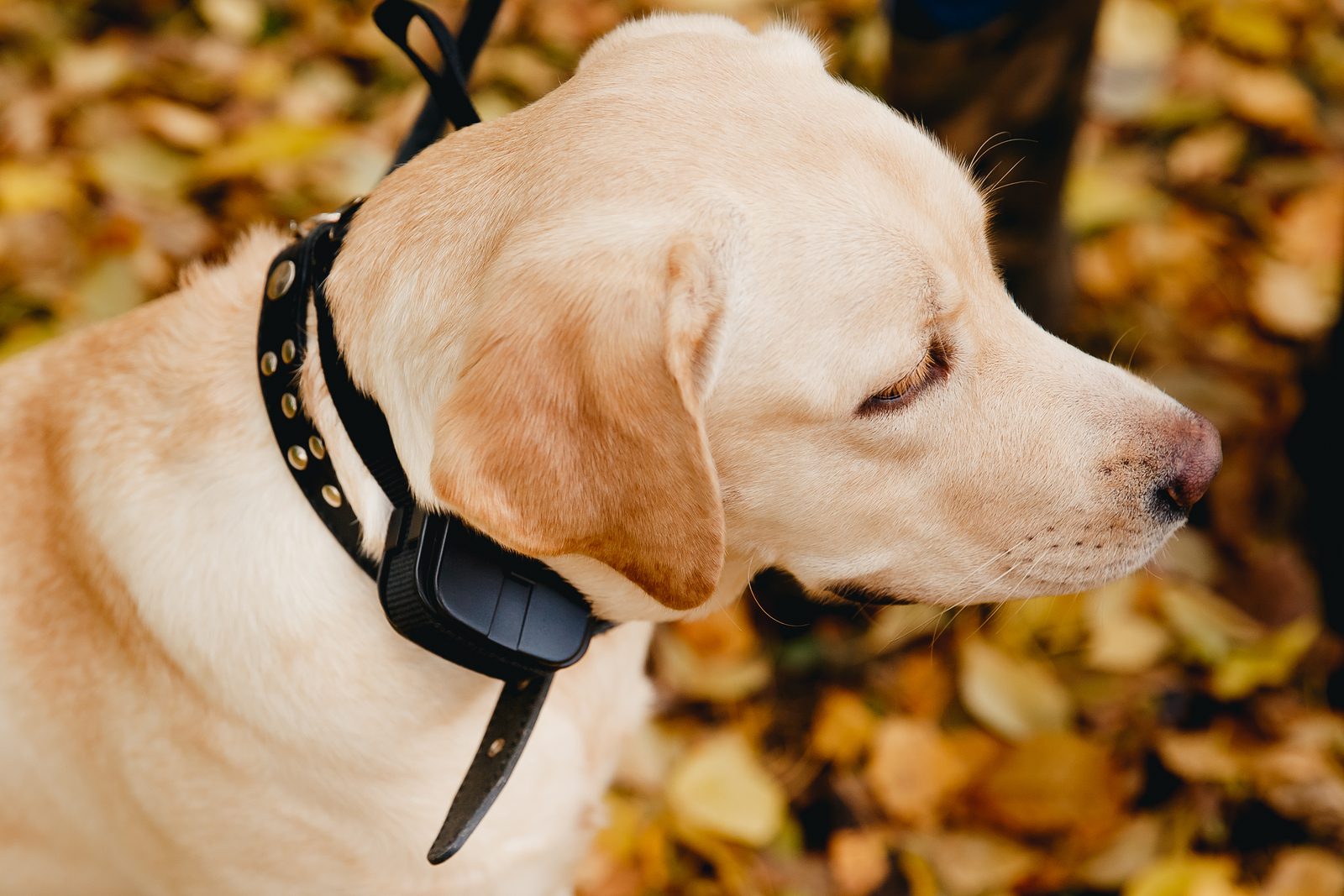 dog golden retriever wearing shock collar e collar outdoors fall