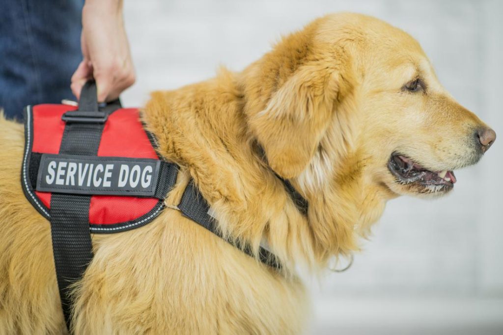 Service Dog: Why Dogs Make Excellent Pets