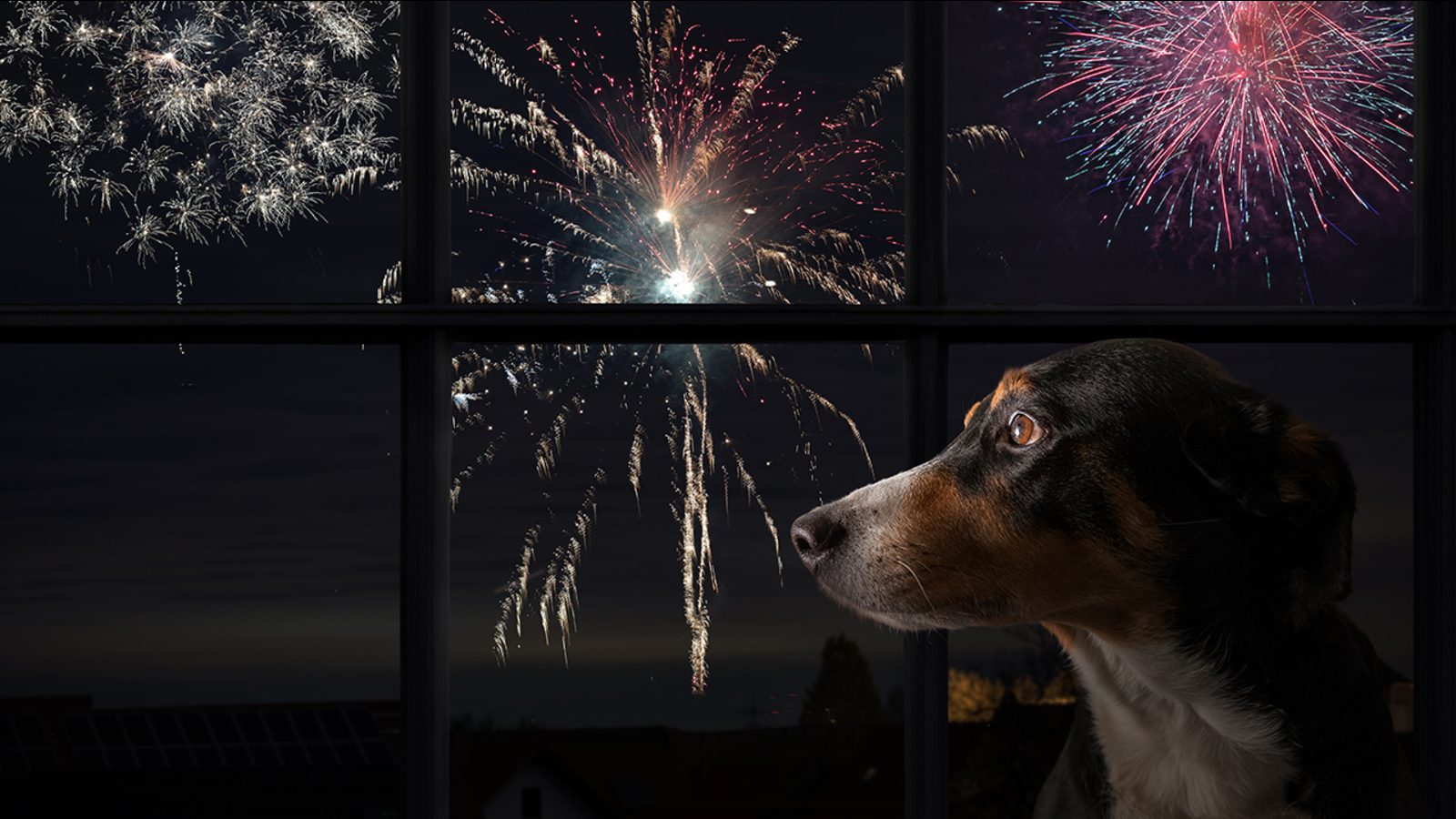 Why Fireworks Scare Some Dogs