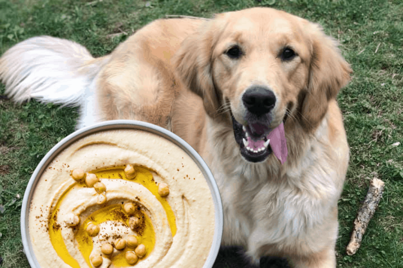 Are Hummus safe for dogs