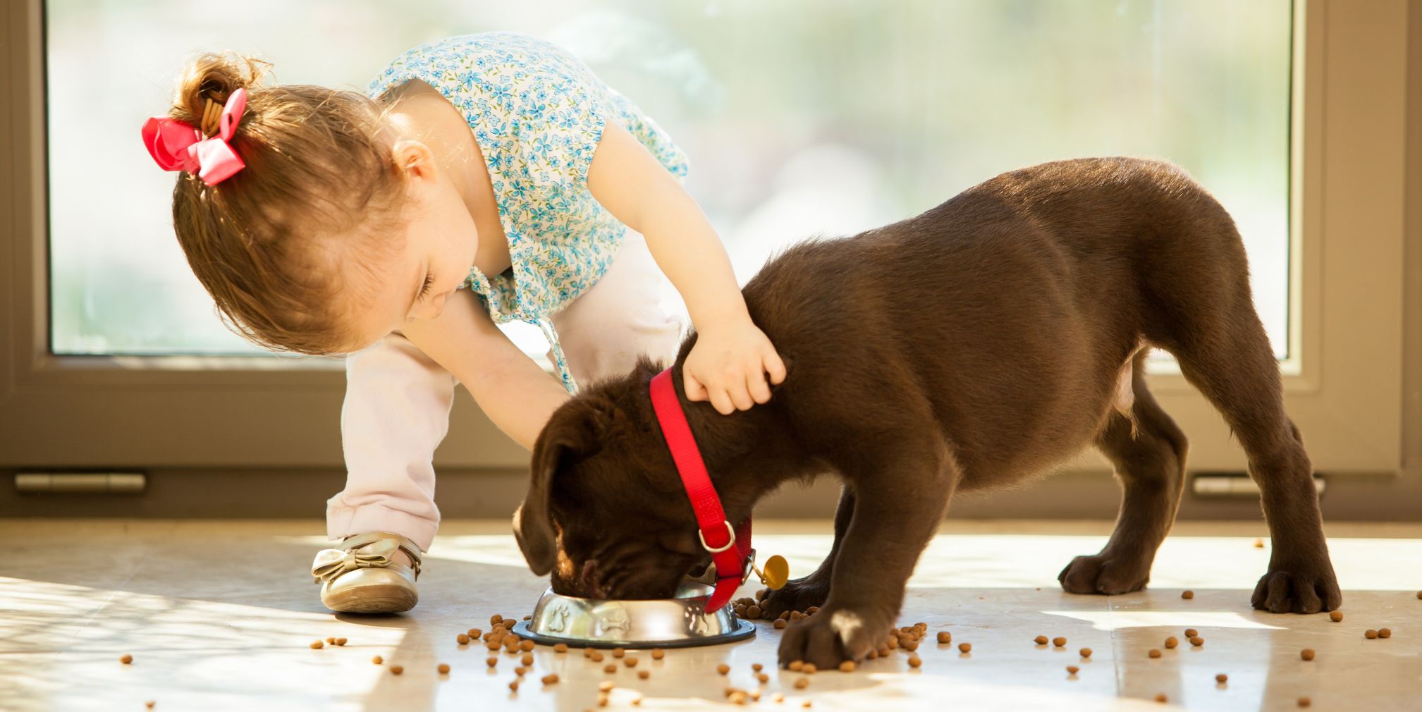 Best Dogs for Kids and Families