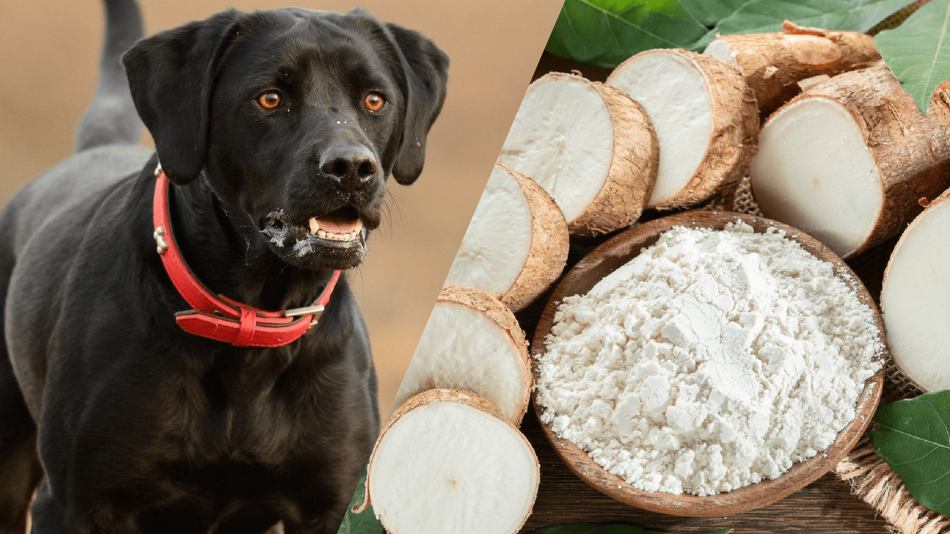 Can Dogs Have Cassava Flour
