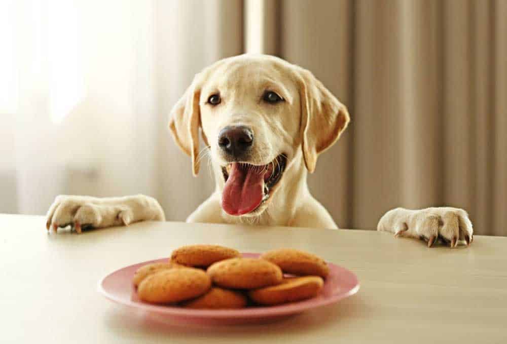 Can Dogs Eat Ginger Snaps