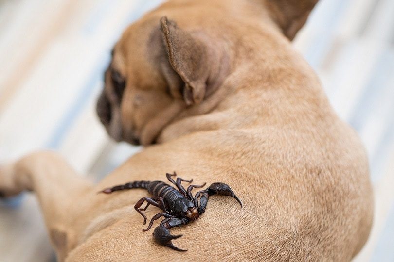 My Dog Ate A Scorpion