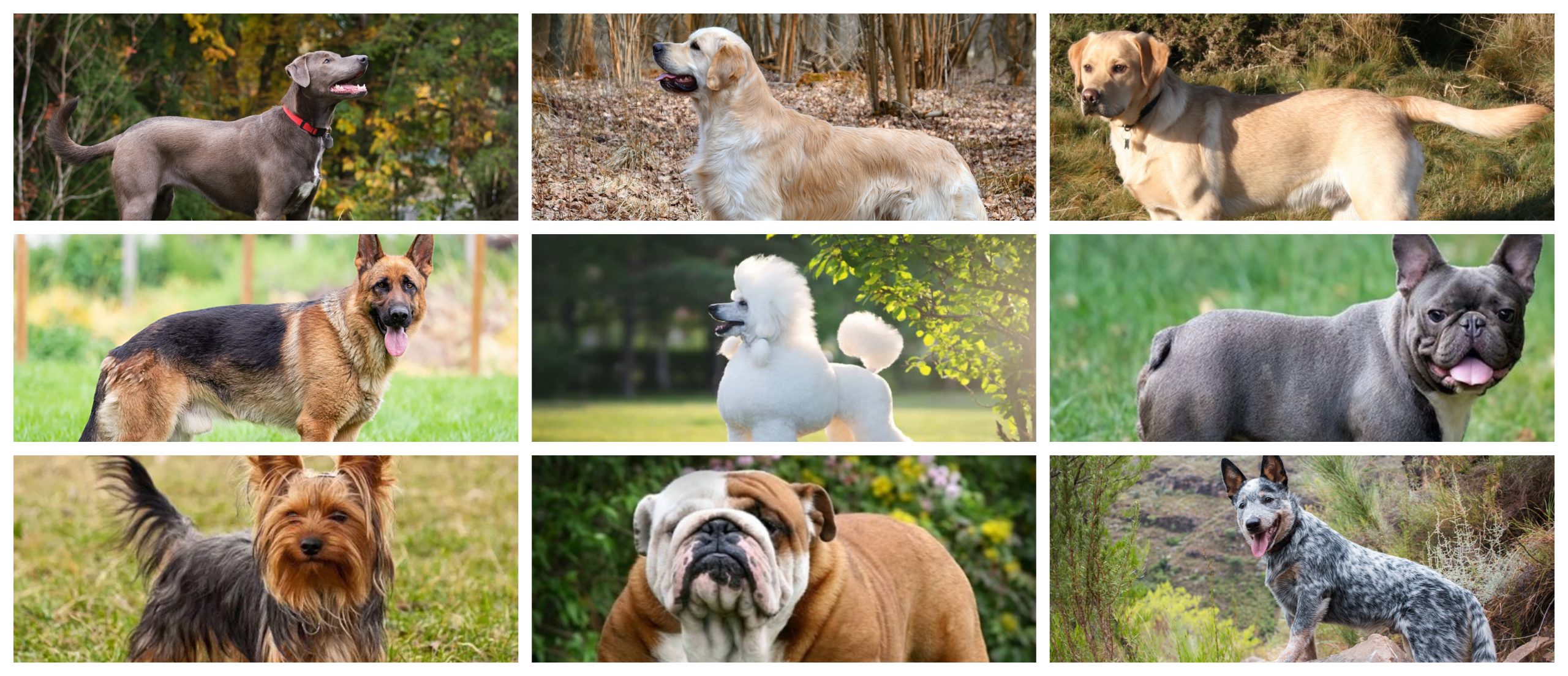 Most popular dog breeds in Texas scaled