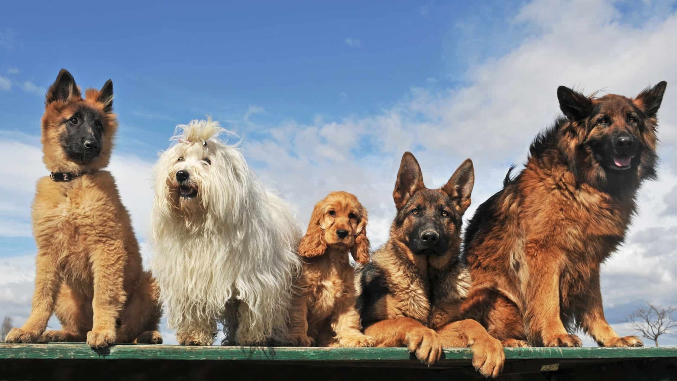 Popular Dog Breeds in California