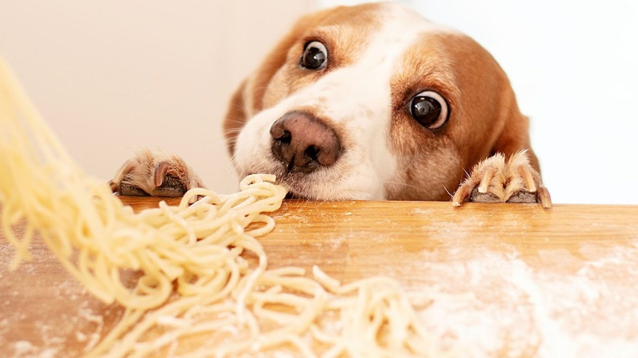 can dogs eat pasta 1 1280x720 1