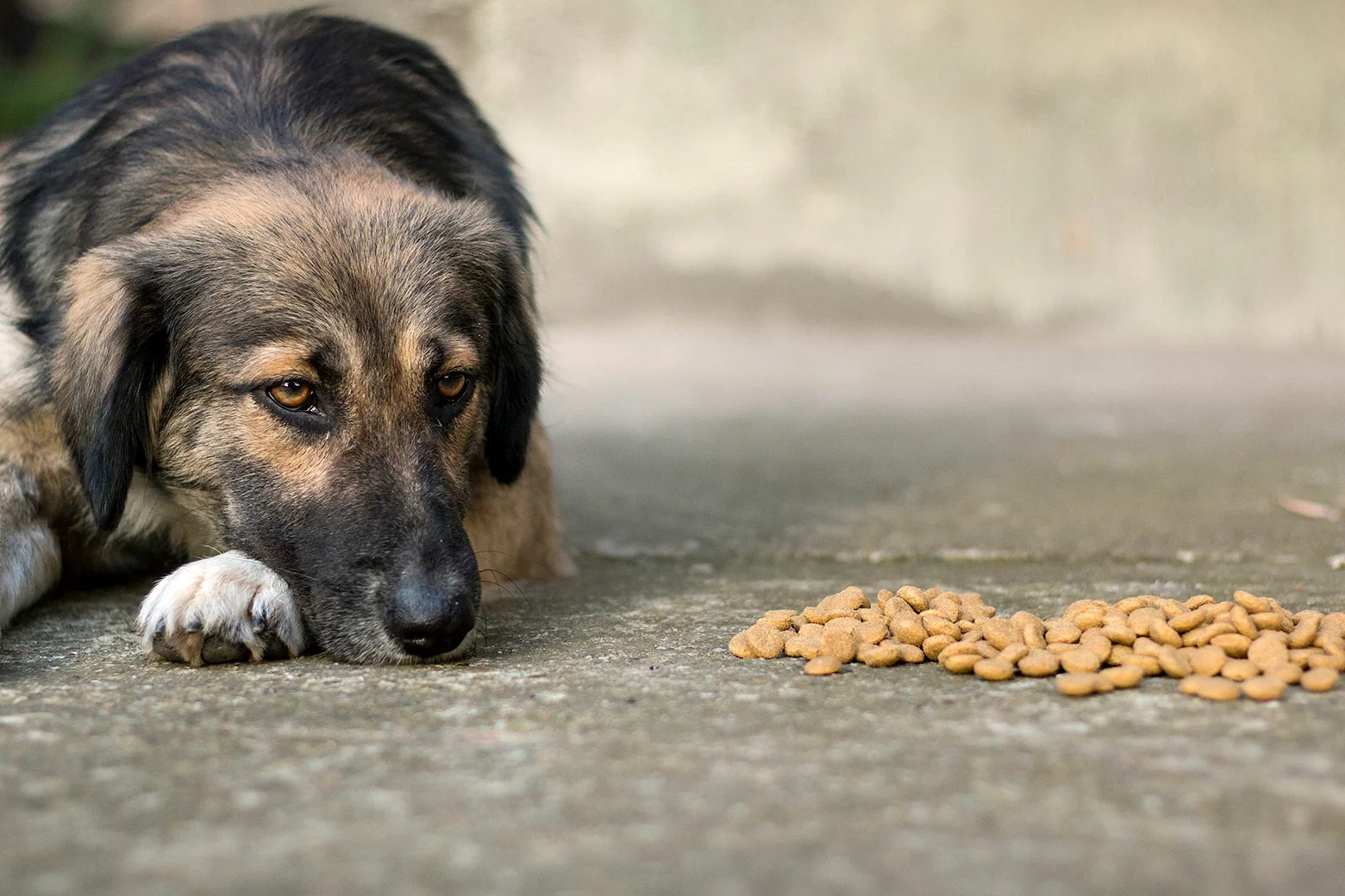 Foods That Are Bad for Dogs