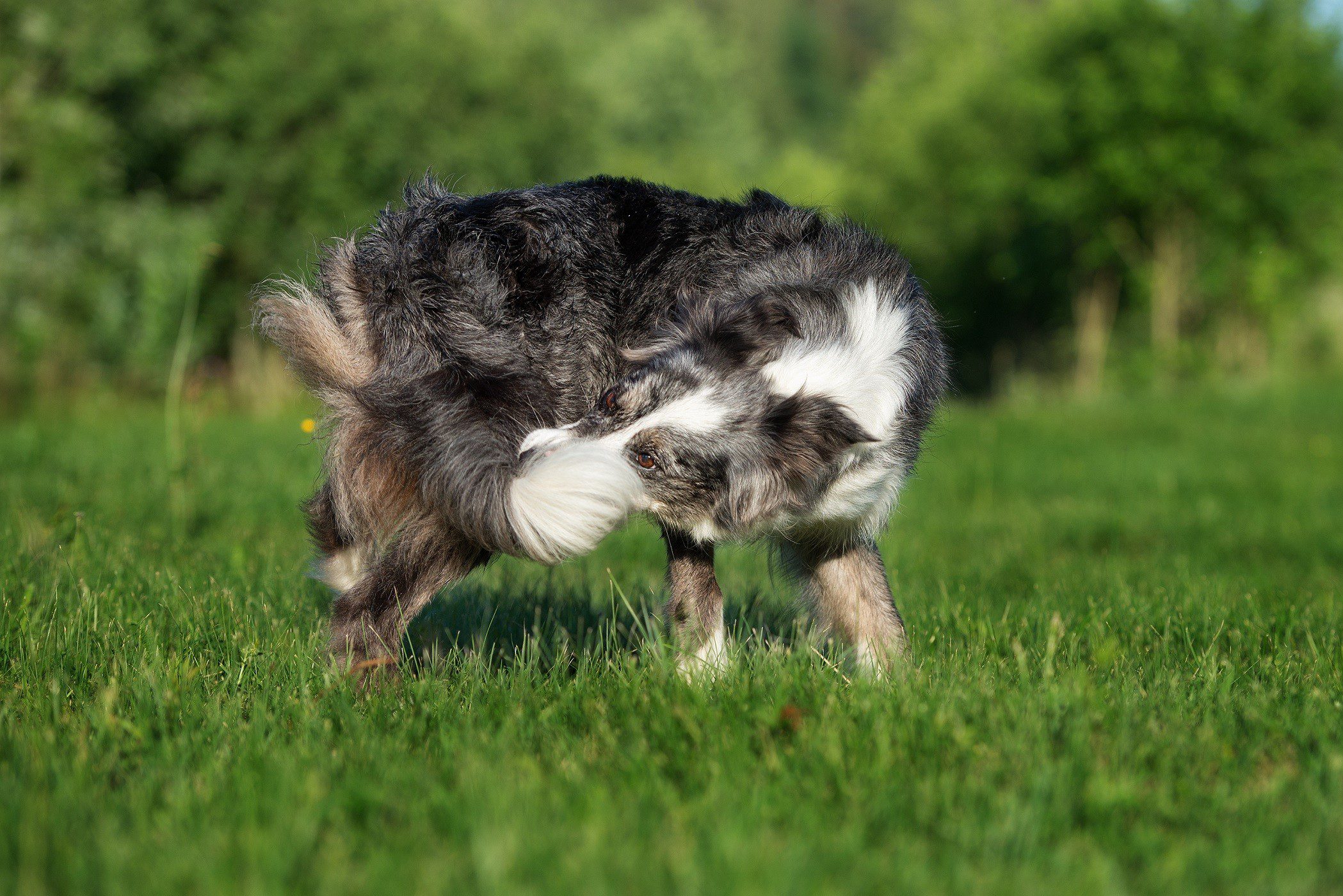 dog chasing tail