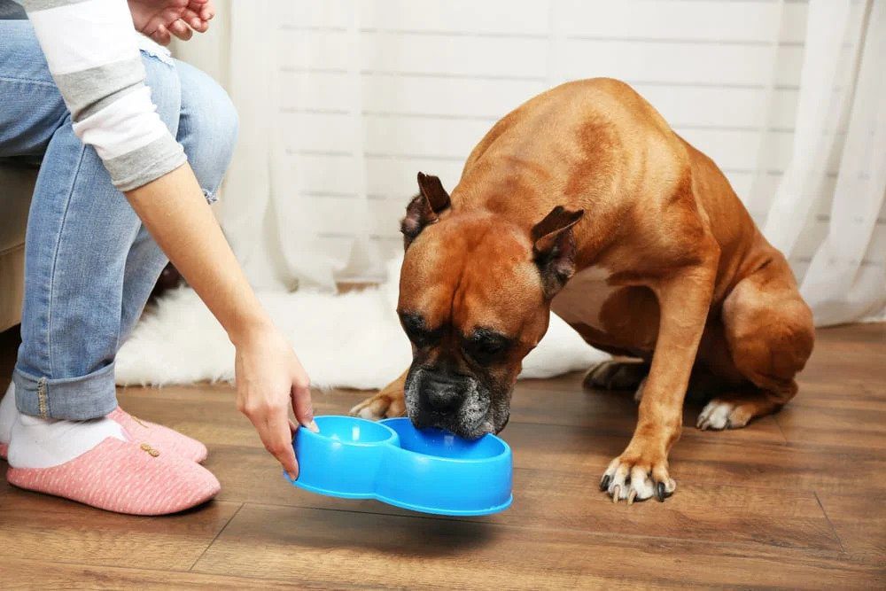 How to Care for Your Dog's Basic Needs