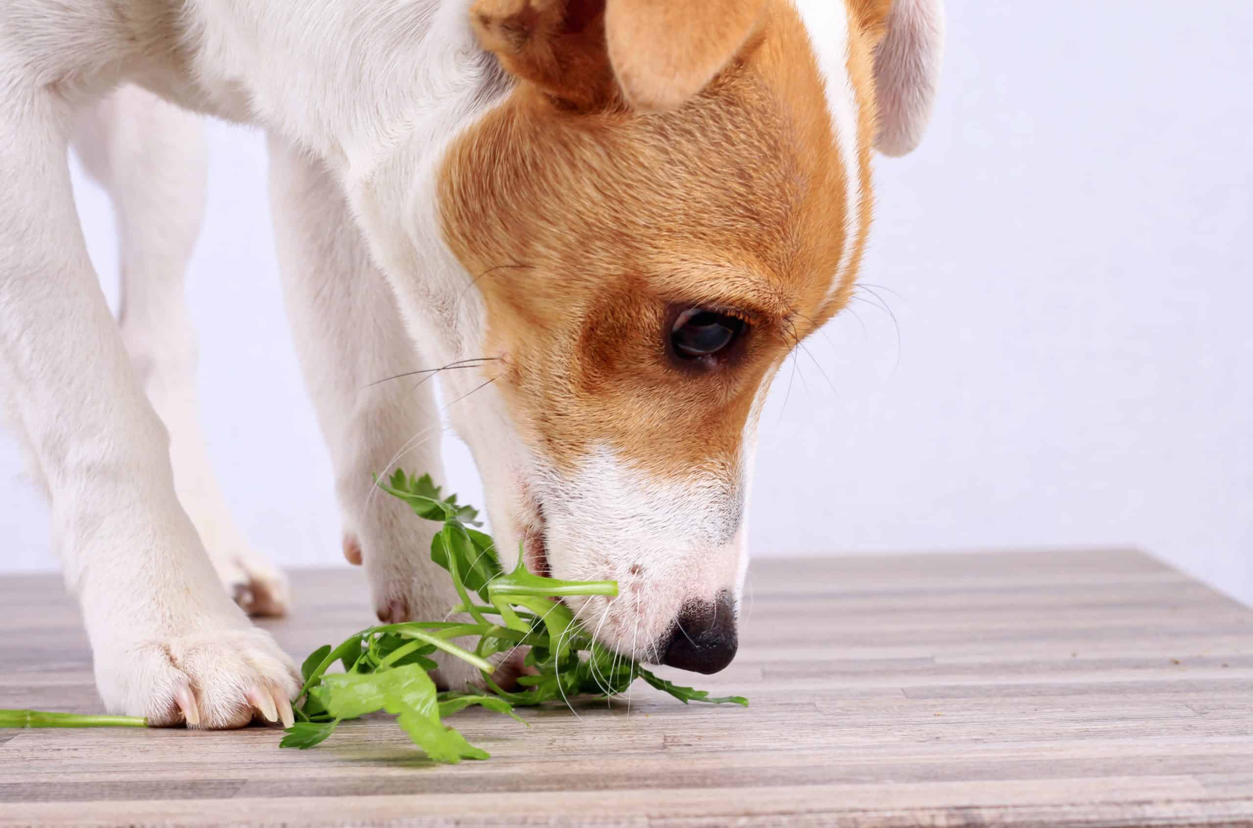 healthy herbs for dogs parsley scaled 1