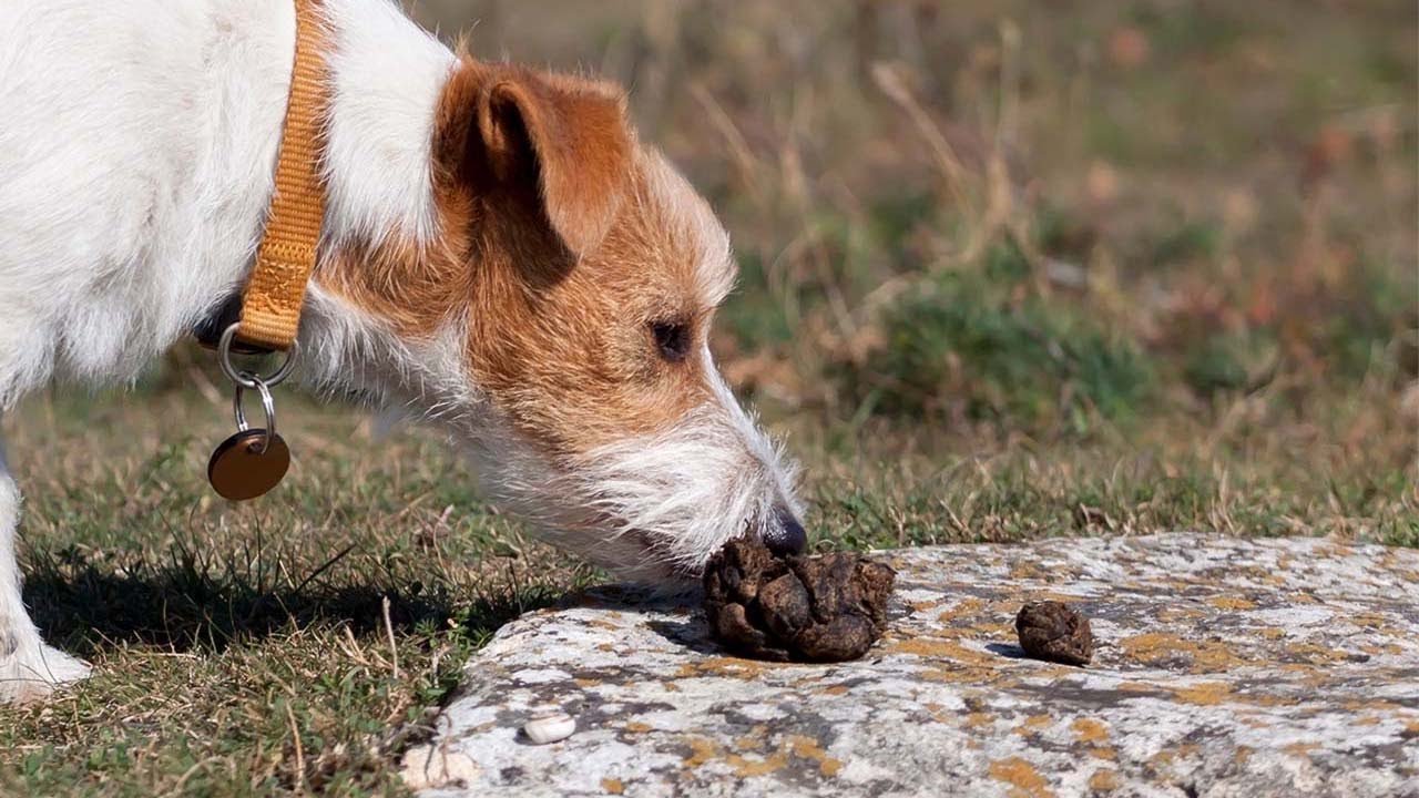 Why Dogs Eat their Poop
