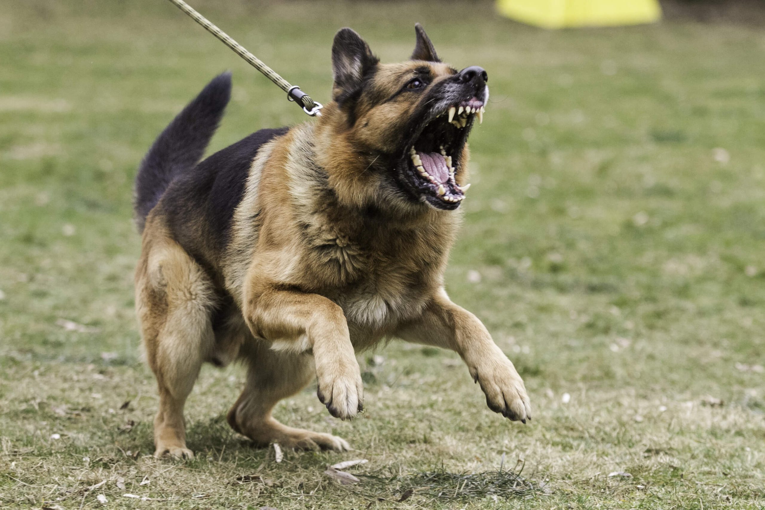 How to Train an Aggressive Dog?