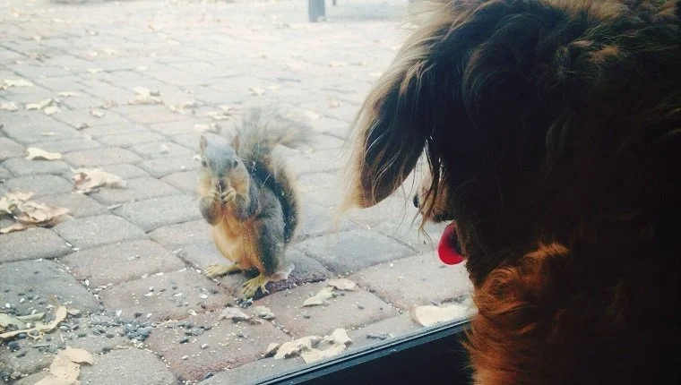 Why don't dogs like squirrels