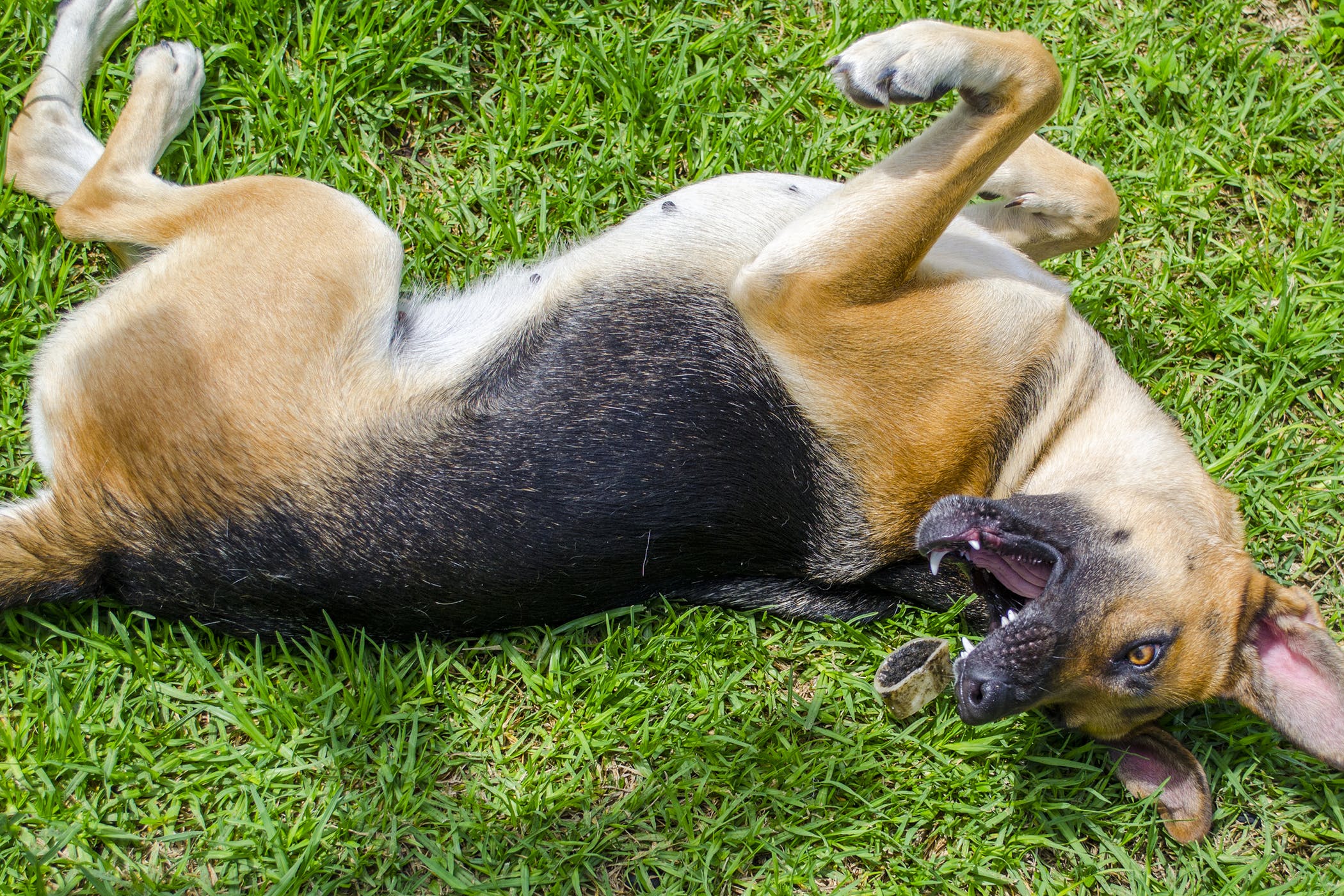 Can Shock Collars Cause Seizures in Dogs?