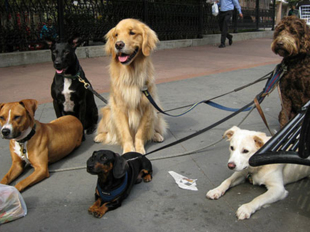 Most Popular Dog Breeds in New York City