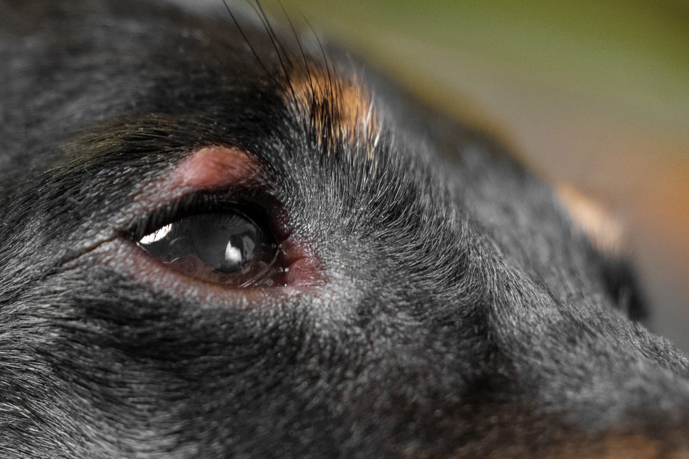 Causes of a Bump on a Dog's Eyelids