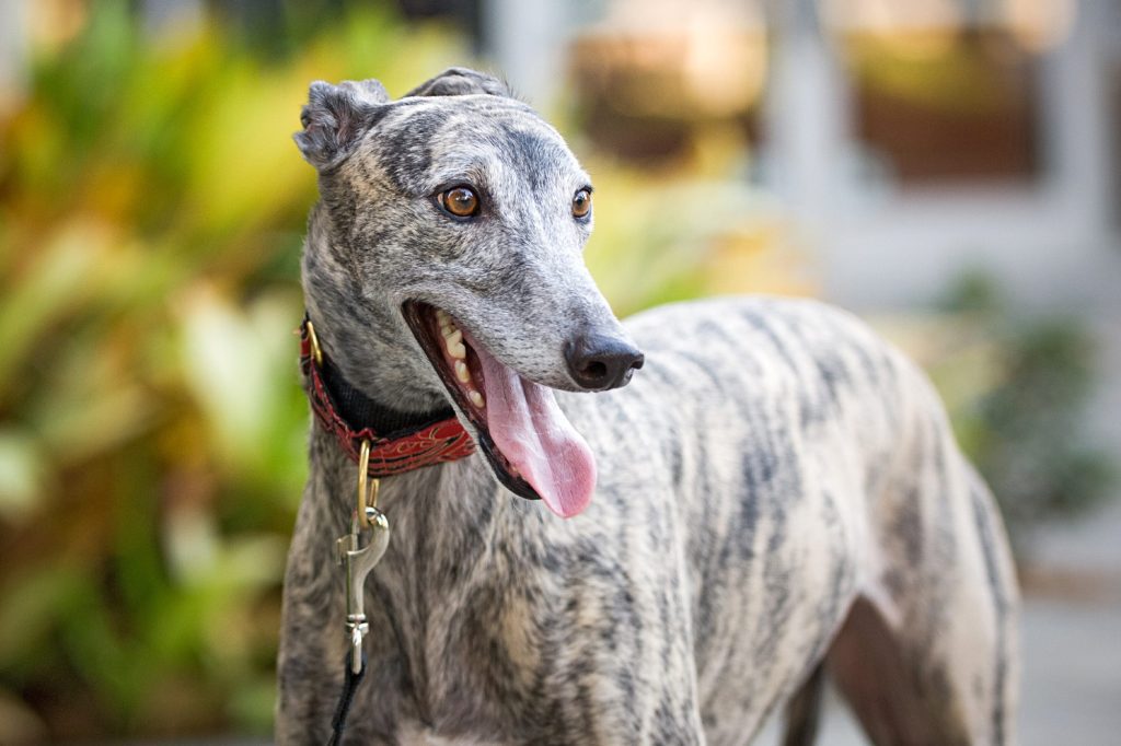 What's Special About Greyhound Blood