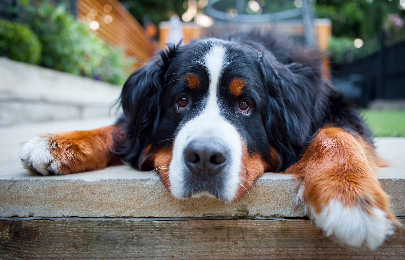Why Bernese Mountain Dogs Have Short Lifespans