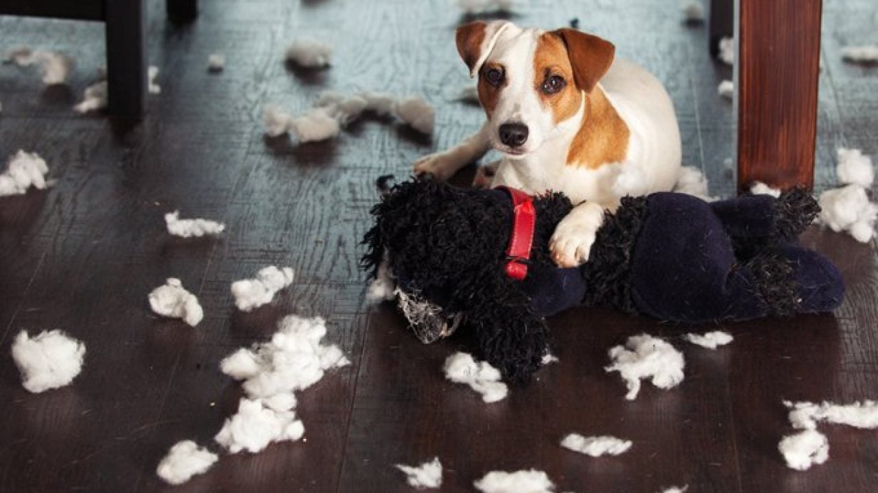 Why Dogs Engage in Destructive Chewing