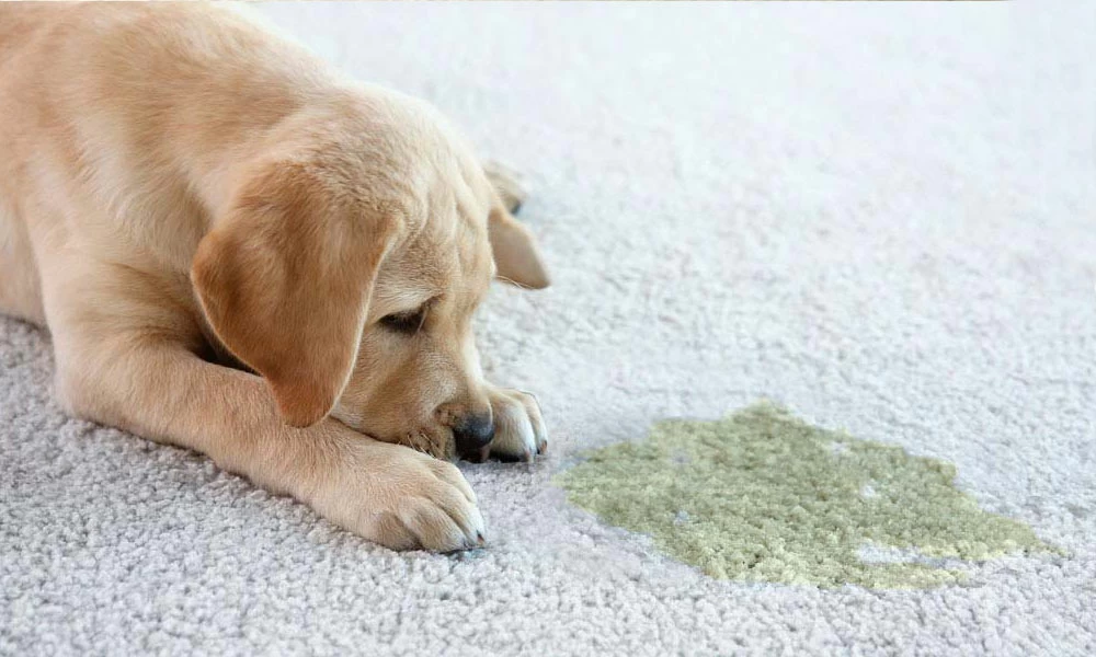Dog Urine Smell From Carpets