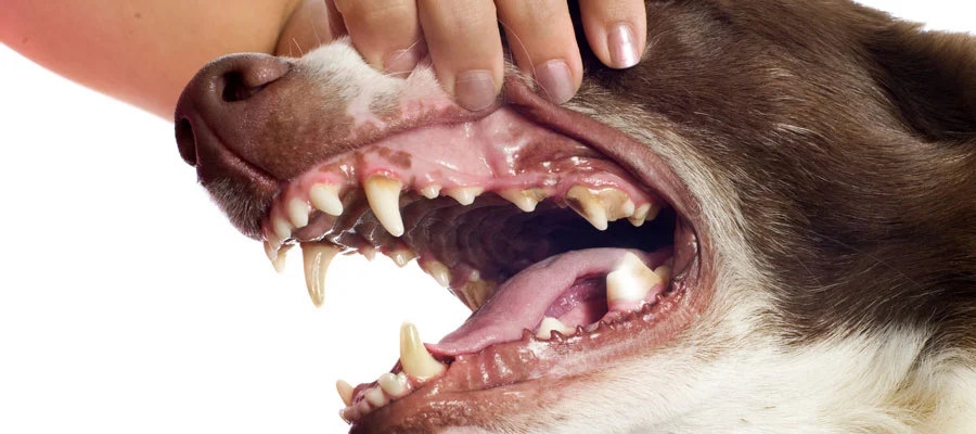 Why are My Dog's Teeth So Spaced Out?