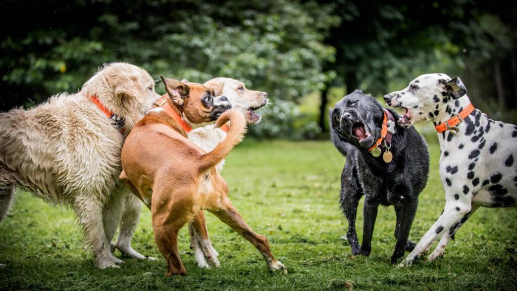 Dogs Jump on Other Dogs' Heads