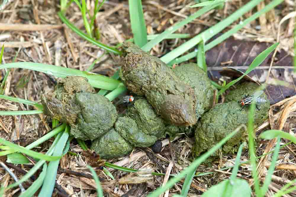 What Does it Mean When a Dog's Poop is Green?