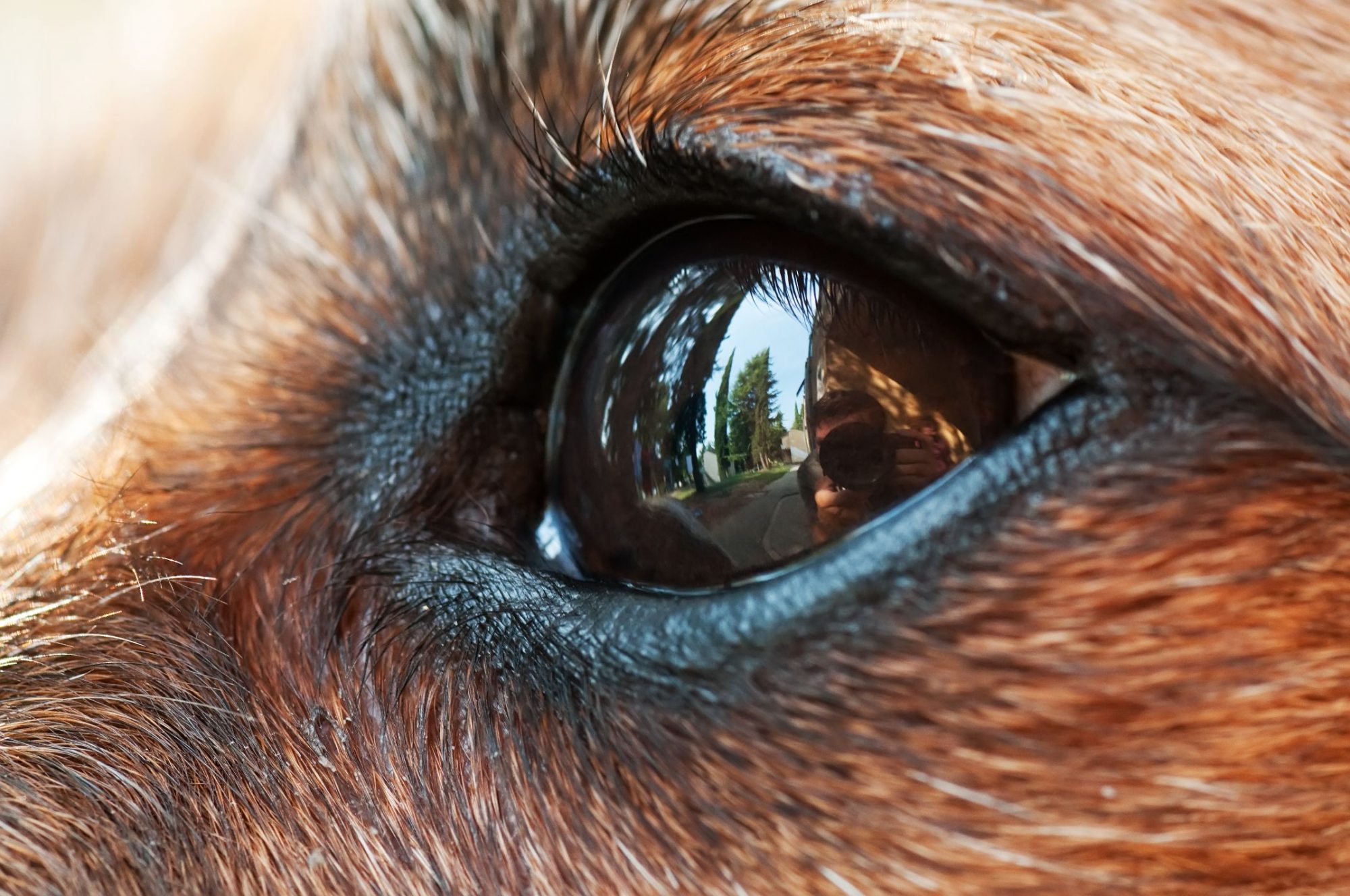 Why Does Glaucoma Progress So Fast in Dogs?